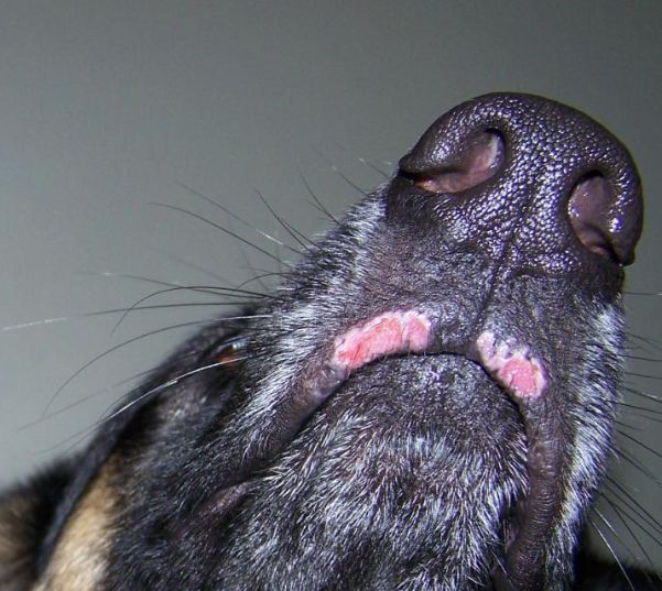 Pink Spot on The Dog's Lip